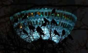 Categoría: Aves urbanas. GANADOR DEL PREMIO DE BRONCE.
La Torre de Televisión de Berlín, la estructura más alta de Alemania, proporciona un gran fondo para la fotografía urbana. Pero en enero resultó ser un
desafío: tenía frío, estaba oscuro desde el amanecer hasta el atardecer y las
fotos eran malas. Decepcionado, me topé con un nido mixto de cornejas capuchinas y grajillas,
ubicado convenientemente contra la torre deseada. Tomar fotografías aceptablemente nítidas a 1/25 de segundo, sin trípode y temblando, no fue fácil. La escena
oscura combinada con tonos mayormente fríos capturó perfectamente mis sentimientos. Sin embargo, la pizca de colores más cálidos
dio la esperanza de tiempos mejores en la primavera...
Nikon D500 con lente Nikon 200–500 mm f/5.6. 400 mm; 1/25 s; f/6,3; ISO 5000.