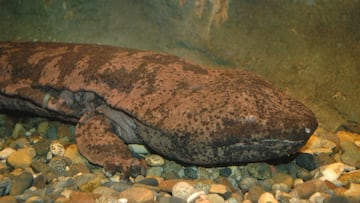 Hallan ejemplares del anfibio más grande del mundo