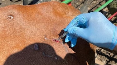 Qué es la Miasis por gusano barrenador, enfermedad que causó la primera muerte en un humano en México