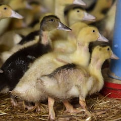 Localizan 61 focos de gripe aviar en Francia