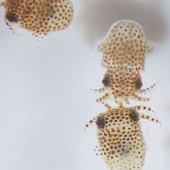 La NASA y SpaceX lanzarán al espacio calamares luminiscentes y 'osos de agua'