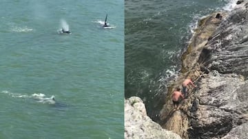 Tres orcas se acercan a dos saltadores en Whytecliff Park, Vancouver, Canadá