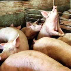 Detectado el primer caso de peste porcina africana en Alemania