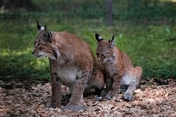 Dos linces ibricos