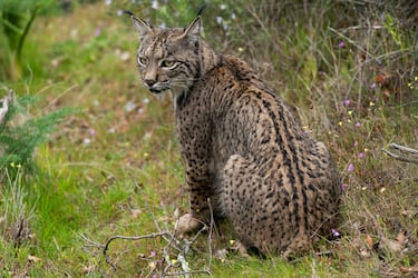 Población en 2002: 94.
Población en 2024: 1.668.
El lince ibérico (Lynx pardinus) es una especie de mamífero carnívoro de la familia Felidae, endémico de la península ibérica, conocido internacionalmente​ por su recuperación tras haber estado en peligro crítico de extinción a principios del siglo XXI. Está amenazado por la tuberculosis, persecución y caza de su especie y de sus presas. La reducción de las poblaciones de conejo, principal alimento de este felino, como consecuencia de la mixomatosis, neumonía vírica, así como la ganadería intensiva, con la consiguiente sobreexplotación del estrato herbáceo, que limita a su vez las poblaciones de conejos y repercute en los linces ibéricos es también una amenaza a tener en cuenta. Para evitar atropellos se han instalado ecoductos
En 2024, la Unión Internacional para la Conservación de la Naturaleza rebaja el nivel de amenaza de en peligro de extinción a vulnerable tras comprobar que el felino ha pasado de menos de 100 individuos en 2001 a los casi 2.000 en la actualidad. Además recuperándose en lugares donde hacía décadas que ya no habitaba esta especie.