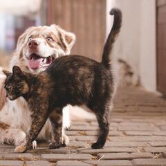 Nuevo León prohíbe la compra y venta de animales: qué dice la Ley de Bienestar Animal