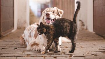 Nuevo León prohíbe la compra y venta de animales: qué dice la Ley de Bienestar Animal y de cuánto sería la multa