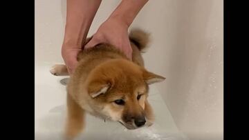 ¡Al agua, Kiwi! Este perrito Shiba Inu realmente odia bañarse