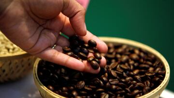 FILE PHOTO: A visitor checks coffee beans at the 'International Coffee Festival 2007' in the southern Indian city of Bangalore February 24, 2007. REUTERS/Jagadeesh Nv (INDIA)/File Photo