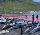 Una tradición mata a 1.400 delfines en Islas Feroe