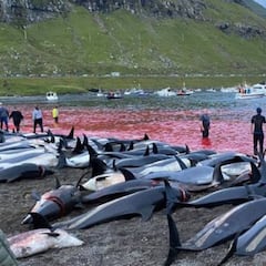 Una tradición mata a 1.400 delfines en Islas Feroe