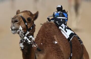 Se celebr車 en Dubai la Al Marmoom Heritage Festival, un acontecimiento que promueve el deporte tradicional de la carrera de camellos en la regi車n. Los participantes lo hacen a trav谷s de un jinete rob車tico con control remoto.