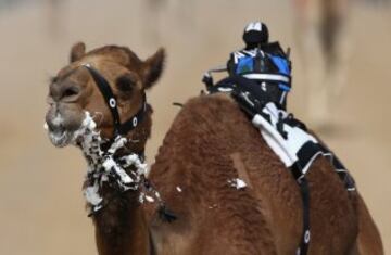 Se celebró en Dubai la Al Marmoom Heritage Festival, un acontecimiento que promueve el deporte tradicional de la carrera de camellos en la región. Los participantes lo hacen a través de un jinete robótico con control remoto. 