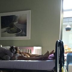 Bakelants espera para saber si volverá a competir