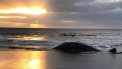 Una cr&iacute;a de cachalote muere en la playa de Melenara (Gran Canaria).