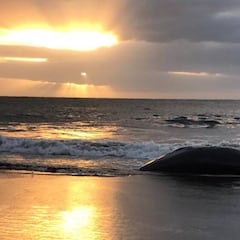 Mueren dos grandes ballenas en las playas de Melenara y Sopela