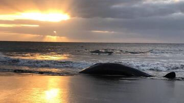 Una cría de cachalote muere en la playa de Melenara (Gran Canaria).