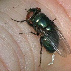 Madrid comienza la campaña contra la mosca negra