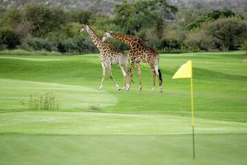Una mezcla ¨²nica de fauna y paisaje. La prueba de que un campo de golf tambi¨¦n puede ser una reserva de biodiversidad. Dise?ado por Gary Player y Phil Jacobs en 1998 y retocado por Ernie Els y Greg Letsche en 2007, se enclava en el Parque Nacional de Kruger, en Sud¨¢frica, y a ratos es invadido por el Crocodile River. Es habitual ver a los golfistas cruzarse con hipop¨®tamos, cocodrilos o jirafas y tambi¨¦n tiene un green con forma de isla, el del 9.