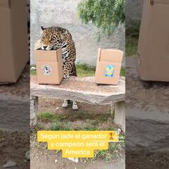 ¡Ahora un jaguar! Otro animal da como campeón al América del Apertura 2023