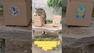 ¡Ahora un jaguar! Otro animal da como campeón al América del Apertura 2023