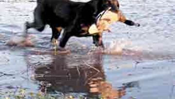 <b>MUY SEGUIDOS. </b>Los programas de Caza y Pesca TV, con gran audiencia.