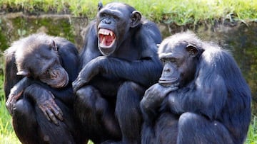 monos chimpances