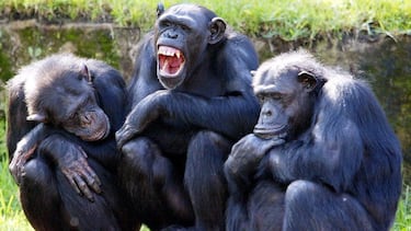 Planet of the Apes in real life: forty monkeys escape from South Carolina lab