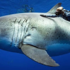 Dos buceadores avistan y nadan con un tiburón blanco que podría ser el más grande del mundo