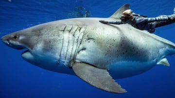 El buceador Ocean Ramsey toca al tibur&oacute;n blanco m&aacute;s grande del mundo para alejarlo de su bote de observaci&oacute;n en Oahu (Haw&aacute;i).