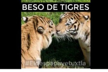 Los memes del beso entre Guzmán y Jiménez