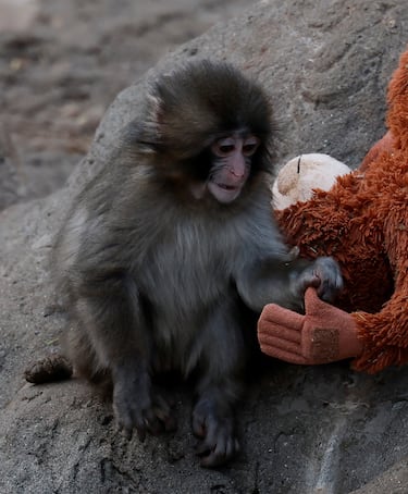 Ha intentado integrarse con la manada, pero estos procesos han sido lentos y delicados.
