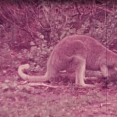 Restauran imágenes de una bestia extinta mítica en 1943: esta es la última muestra de sus criaturas grabadas
