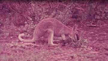 Fragmento de la película Toolache Wallaby de 1936 de BC Cotton.