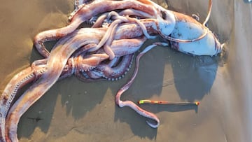 Un Calamar Gigante muerto en una playa de Llanes (Asturias), el viernes 11 de octubre del 2024.