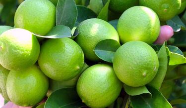Ni la sandía, Ni el plátano: esta es la mágica fruta que ahuyentará a las cucarachas de tu cocina