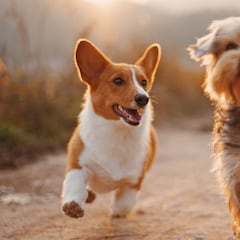 Las razas de perros más longevas: ¿cuáles son y cuántos años pueden vivir?