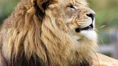 Revelan nuevos datos sobre la caída de Bob Junior, el rey del Serengueti