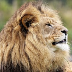 Revelan nuevos datos sobre la caída de Bob Junior, el rey del Serengueti