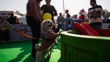 NEW DELHI, INDIA - DECEMBER 17: A dog is seen during the Pet Fed show in New Delhi, India on December 17, 2022. Pet Fed, a popular pet festival, is back three years later, and featuring a special playground for dogs and cats, the festival featured more than 150 booths from around the world. (Photo by Amarjeet Kumar Singh/Anadolu Agency via Getty Images)