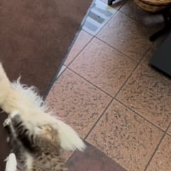 La dueña de un golden retriever comparte la historia de amor entre su perro y un gato de bodega: “Caricias a la hora del almuerzo”