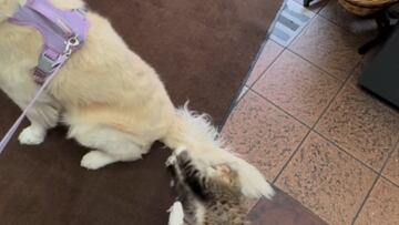 La dueña de un golden retriever comparte la historia de amor entre su perro y un gato de bodega: “Caricias a la hora del almuerzo”