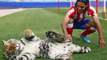 Falcao posa con Carla, un ejemplar de tigre de bengala de 250 kilos, en el Vicente Calderón.
