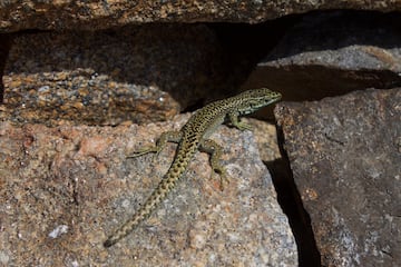La lagartija de Valverde (Algyroides marchi) es una especie propia de la Pen¨ªnsula Ib¨¦rica, su distribuci¨®n se reduce a las Sierras de Alcaraz, Cazorla, Segura y Castril. Recibe su nombre com¨²n en honor a su descubridor, Jos¨¦ Antonio Valverde.
Las principales amenazas para la supervivencia de esta especie son los incendios forestales, la transformaci¨®n y degradaci¨®n de su h¨¢bitat, el desarrollo de pistas forestales, la erosi¨®n de las riberas, la extracci¨®n de agua, la presi¨®n tur¨ªstica y los depredadores como gatos y ratas.