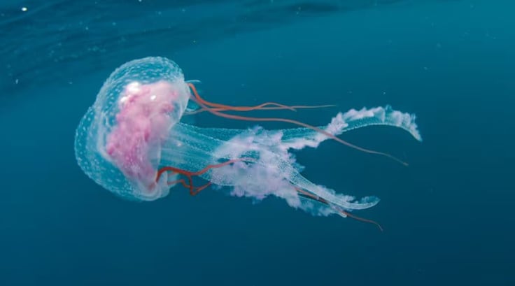 La medusa inmortal, el increíble ser vivo que puede evitar la muerte ...