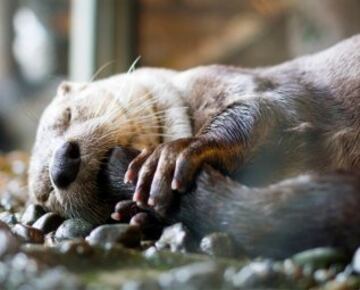 El Seattle Aquarium: "Nuestras nutrias de r¨ªo no quieren quedarse fuera del #CuteAnimalTweetOff".
