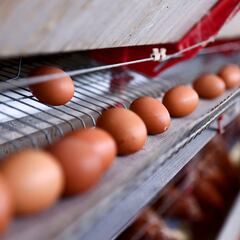 Salmonella outbreak linked to recalled eggs causes health problems in dozens of people in seven different states