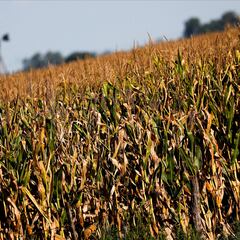 ¿Cuáles son las ciudades de Estados Unidos con más riesgo de sequía? El mapa con las zonas más áridas