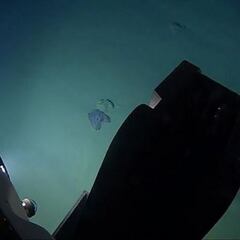 El inesperado hallazgo en la tercera fosa más profunda del mundo