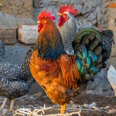 El sistema que ha inventado para cerrar la puerta de un gallinero es tan simple como genial: lleva más de dos millones de ‘me gusta’